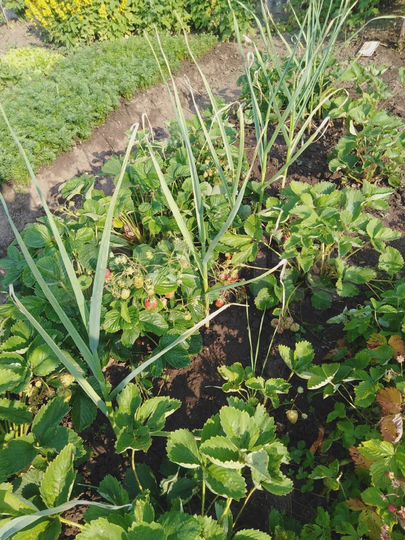 Дом 20 м² на участке 4 сот.