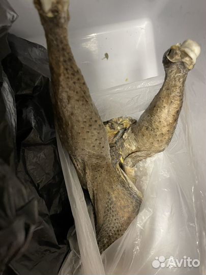 Курица домашняя аям-цимани