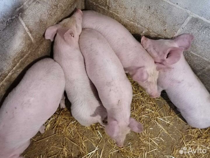Поросята кб