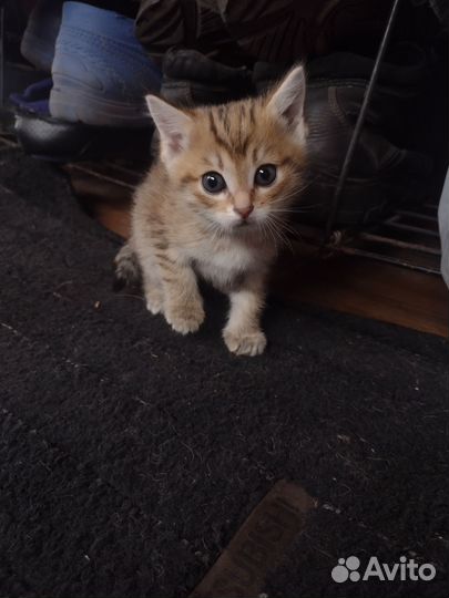 Котенок 1 мес, девочка