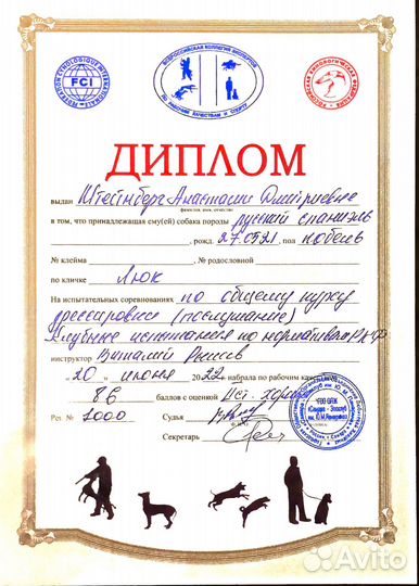 Русский спаниель вязка