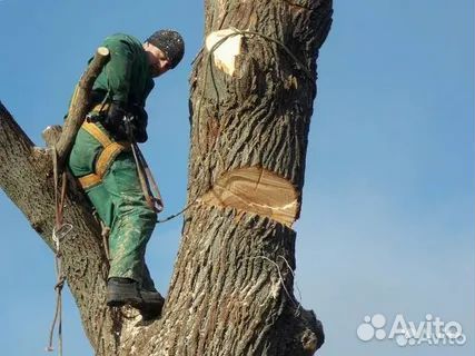 Спил деревьев расчистка участка