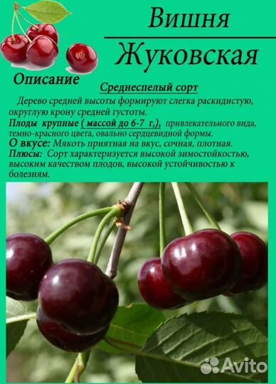 Саженцы плодово-ягодных и декоративных растений