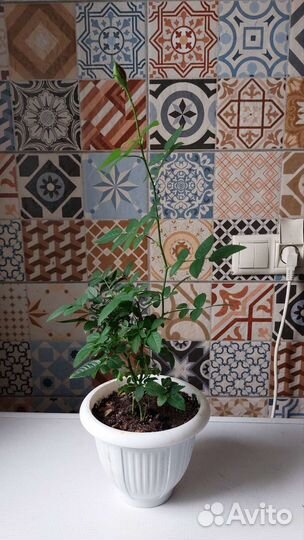 Комнатные цветы розы