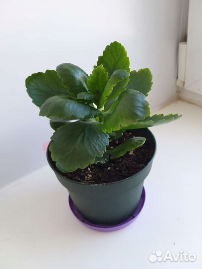 Каланхоэ желтый и красный