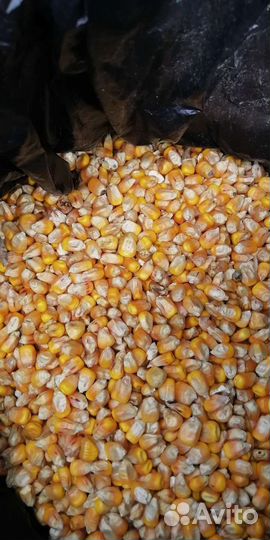 Кукуруза зерно