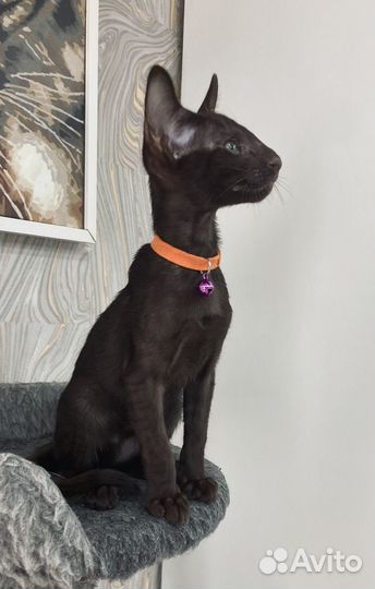 Ориентальные котята