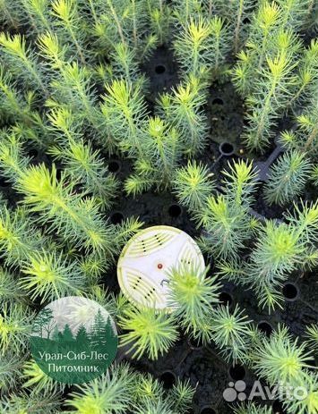 Сосна зкс окс сеянцы Ель Лиственница Голуб Горная