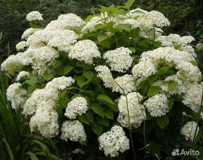 Сныть Гортензия Ирис Гейхера Купена Молодило