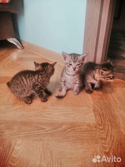 Кошки в добрые руки бесплатно