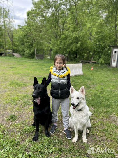 Дрессировка собак