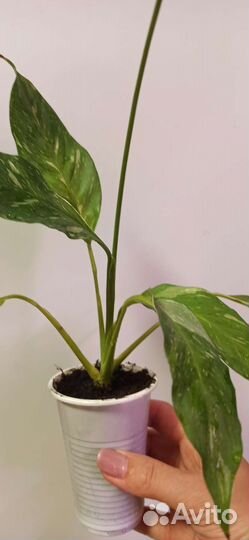 Спатифиллум домино