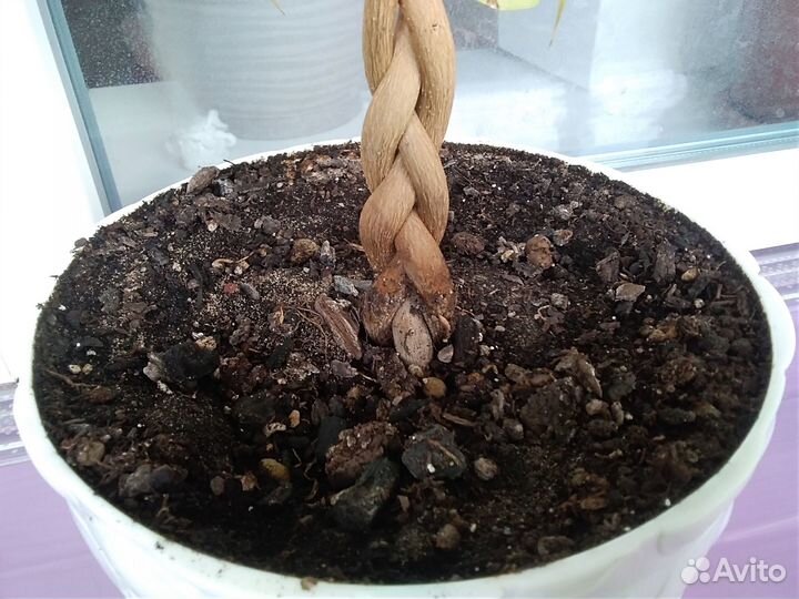 Экзотические растения. Гуанабана. Сметанное дерево