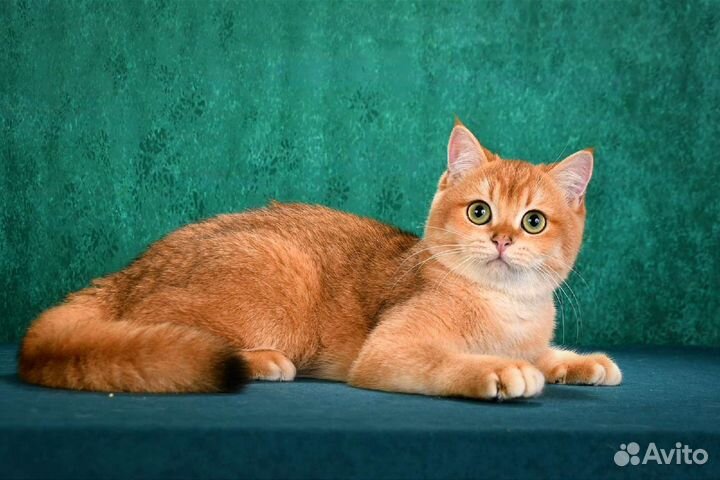 Золотой кот NY12 на вязку с документами