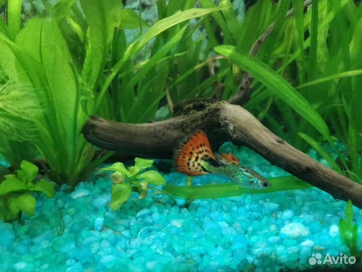 Аквариумные растения и рыбки моллинезия