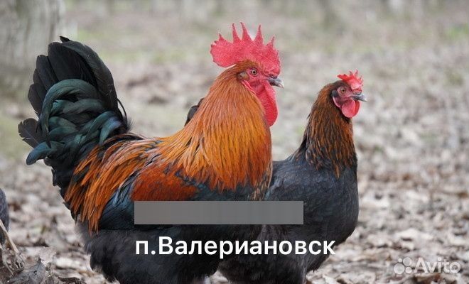 Петух Маран