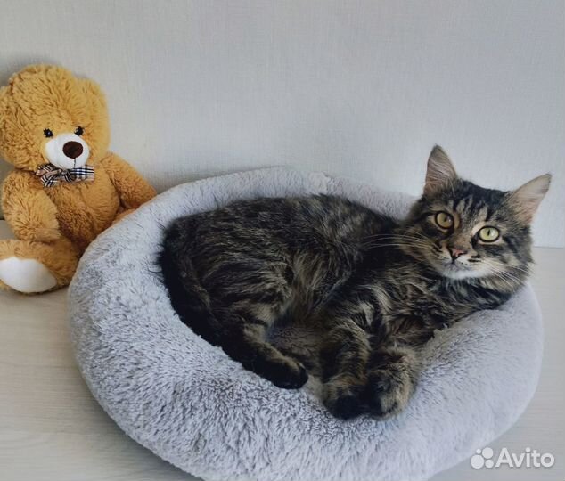 Ласковый молодой котик