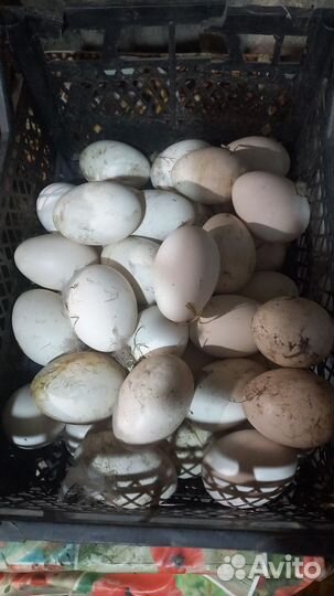 Яйца гусиные инкубационные