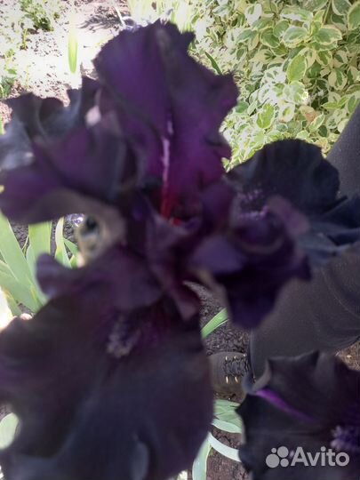 Цветы ирисы