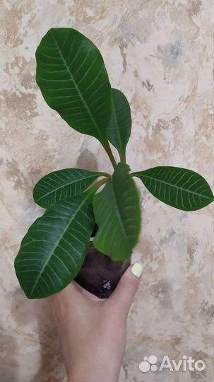 Домашние растения