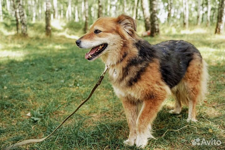 Нежная Герда скучает в приюте
