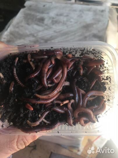 Черви красные зеленые дендрабена