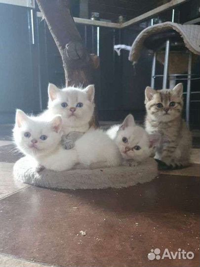 Котята шотландцы