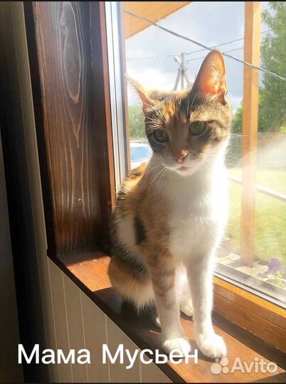 Два прекрасных котенка в добрые,заботливые руки