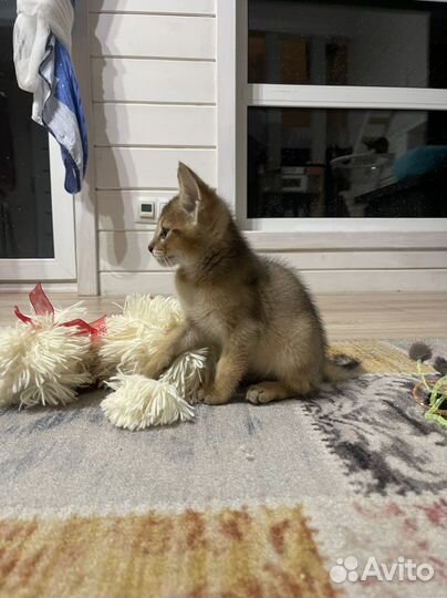 Чаузи f2 и f4, бенгалы