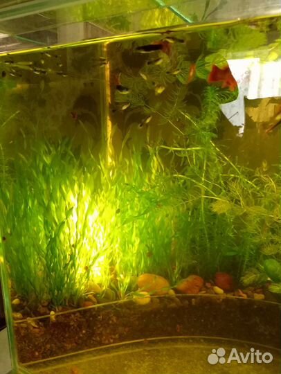 Аквариумные рыбки, растения, улитки Ампулярии