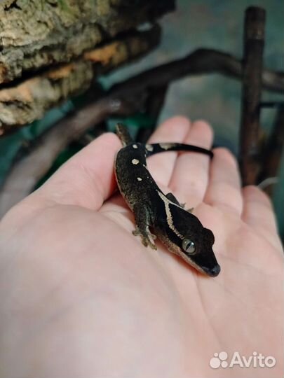 Correlophus sarasinorum геккон