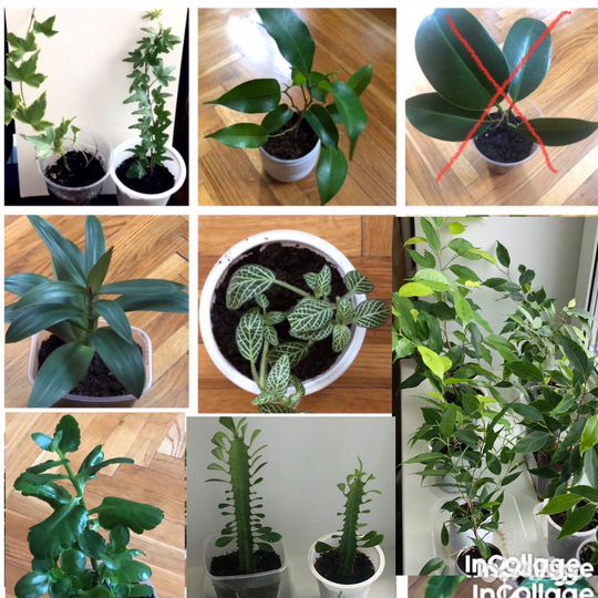 Фикусы, плющ, традесканция