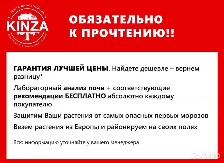 Туя колумна 1,52 м