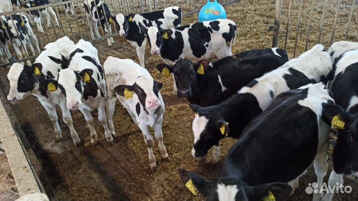 Телята мясные