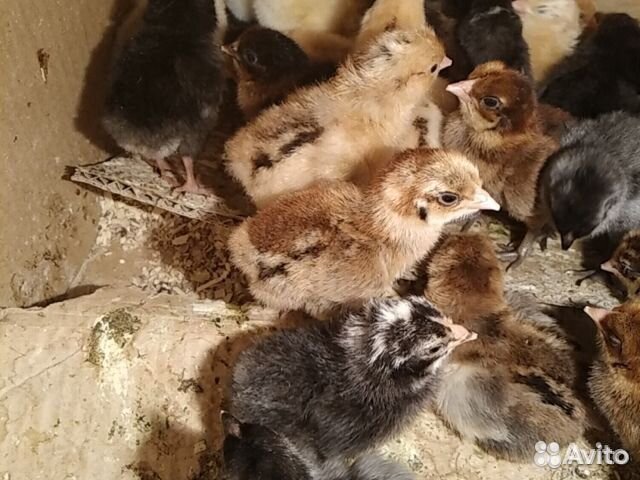 Гусята.утята.муларды