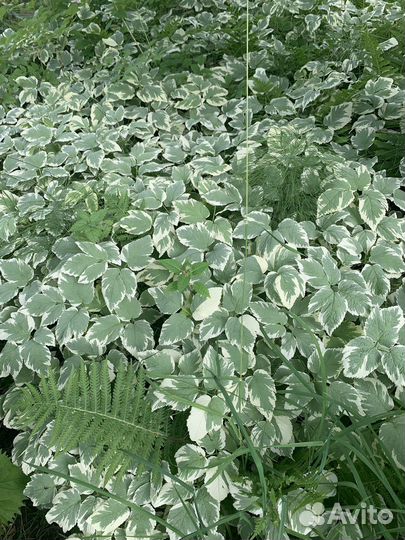 Продам красивейший папоротник страусово перо