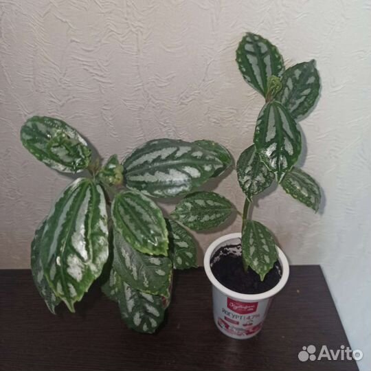 Комнатное растение пилея кадье