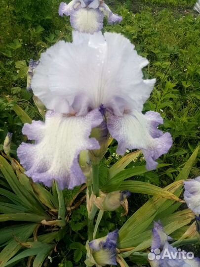 Ирисы. сортовые