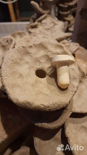 Кораллы, аквариум, интерьер