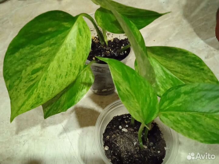 Сциндаптус