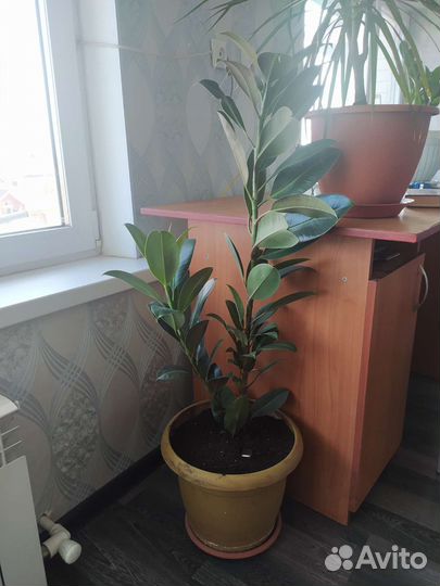 Фикус каучуконосный или Фикус эластичный