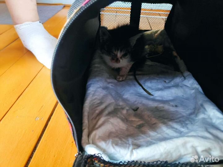 Очаровательный котенок 2 месяца в добрые руки