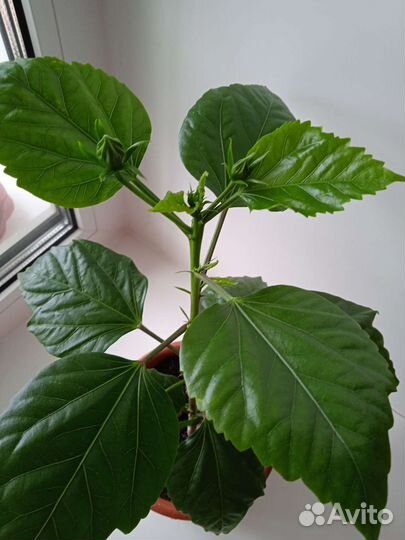 Комнатные растения