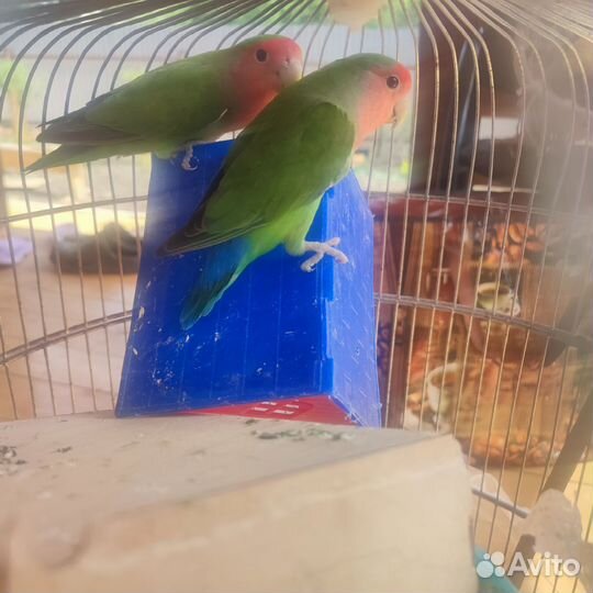 Попугайи неразлучники