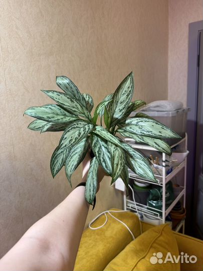 Аглаонема сильвер квин