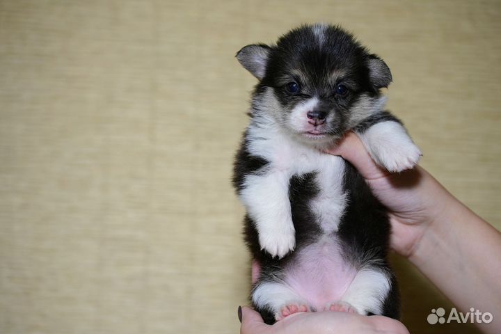 Щенки корги