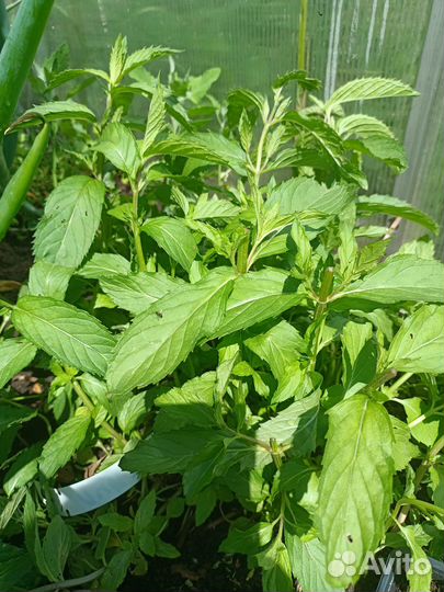 Мята в ассортименте