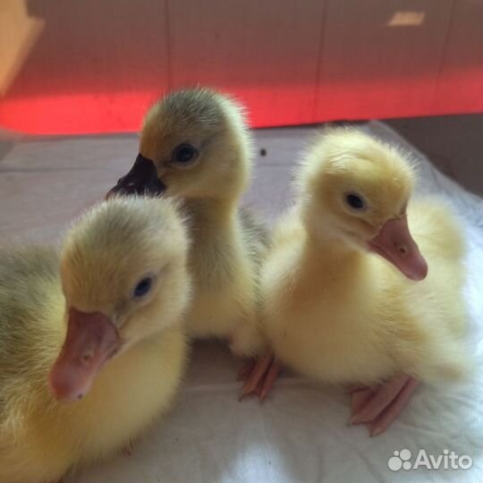 Гусята подрощенные