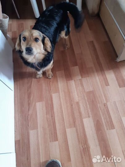 Собака в добрые руки отдам бесплатно