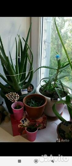 Цветы комнатные